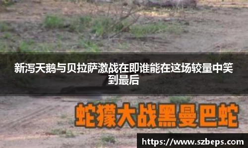 新泻天鹅与贝拉萨激战在即谁能在这场较量中笑到最后